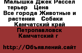 Малышка Джек Рассел терьер › Цена ­ 40 000 - Все города Животные и растения » Собаки   . Камчатский край,Петропавловск-Камчатский г.